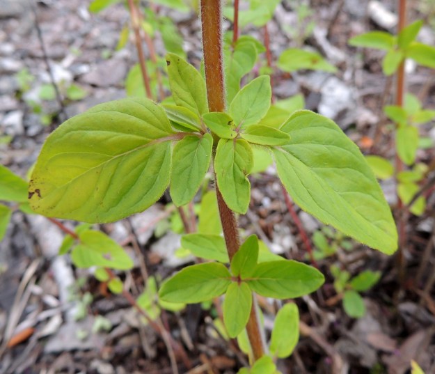 Origanum vulgare - mäkimeiramin lehtihangoissa on kukattomia ja pienilehtisiä lyhytversoja. Lehtilapa on puikea ja latvaosassa myös kapeanpuikea tai lähes suikeahko sekä suippo- tai pyöreähkökärkinen. Ylimpiä lehtipareja lukuun ottamatta se on tavallisesti noin 1,5-4 cm pitkä ja leveimmältä kohtaa noin 0,5-2,5 cm leveä. ES, Kouvola, Kurvi, Kuusaanlammen rannan laaja varastokenttäalue, entisen ratapohjan laide, 28.7.2015. Copyright Hannu Kämäräinen.