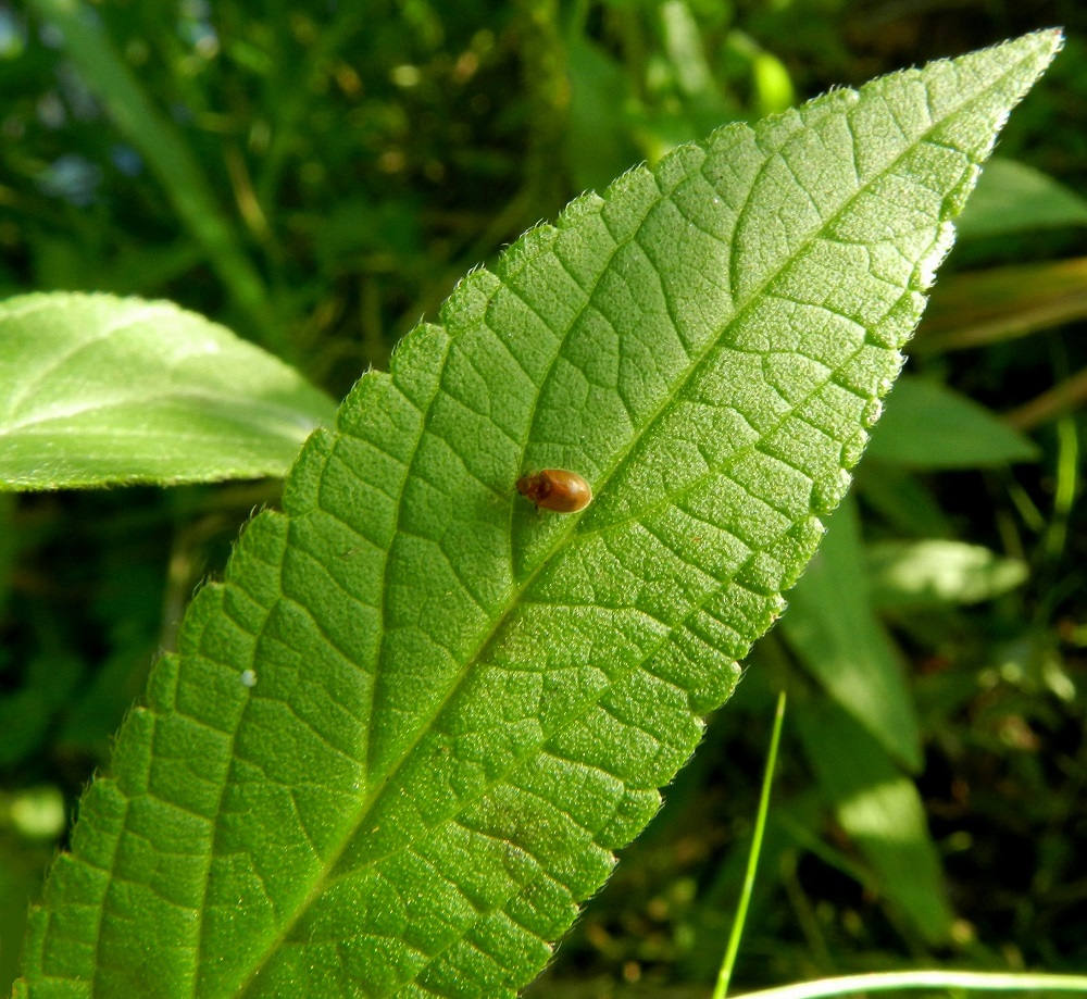 Stachys palustris - peltopähkämön lehtilapa on laidoiltaan tiheästi ja tasaisesti matalahampainen. Molemmat puolet ovat vaaleanvihreät ja vaihtelevasti lyhyt- ja myötäkarvaiset. Lisäksi lehtilaidoilla on vähän pitempää ja siirottavampaa karvoitusta. EH, Hämeenlinna, Keinusaari, Varikonniemi, Vanajaveden rannan pitkospuupolun varsi, 31.7.2012. Copyright Hannu Kämäräinen.