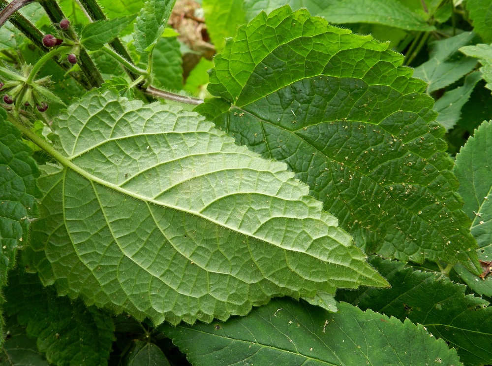 Stachys sylvatica - lehtopähkämön lehtilapa on ehyt, herttamaisen puikea ja suippokärkinen. Se on laidoiltaan tiheästi ja tasaisesti isohampainen. Pituutta lavalla on tavallisesti noin 5-15 cm ja leveyttä leveimmältä kohtaa noin 3-10 cm. ES, Lappeenranta, Pappilanniemi, lehtoisen rantametsän laide venerannan lähellä, 11.7.2012. Copyright Hannu Kämäräinen.