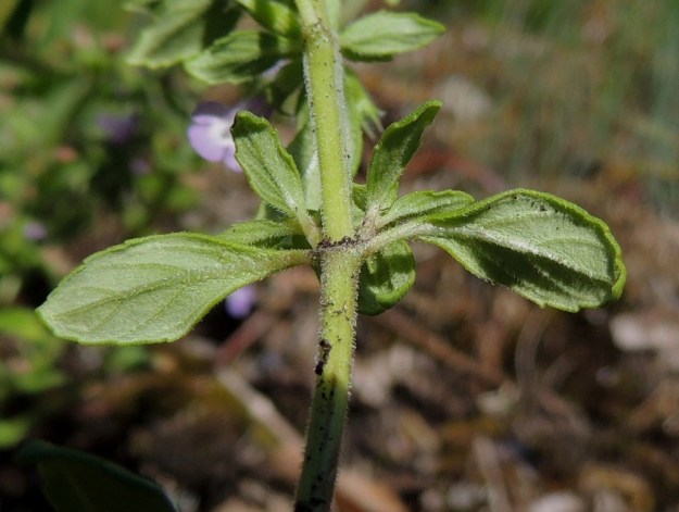 Acinos arvensis - ketokäenmintun lehtiruoti on tavallisesti noin 2-3 mm pitkä ja lyhytkarvainen. Myös lehtilapa on molemmin puolin lyhytkarvainen. Laita on yleensä jossain määrin alaspäin kiertynyt. V, Salo, Särkisalo, Förby, merenrantaan päättyvän maantien pohjoispuolelta nouseva kalkkikallioalue, 11.7.2014. Copyright Hannu Kämäräinen.