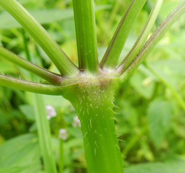 Galeopsis tetrahit - karheapillikkeen varsi on nelisärmäinen ja erityisesti alempien nivelten alapuolelta paksumpi ja alaviistoon siirottavasti jäykän sukaskarvainen. Nivelten yläpuolelta varsi ja haarat ovat usein jonkin matkaa vähäkarvaiset tai lähes kaljut. Varsi on vihreä tai ainakin osittain punaruskea. EH, Hämeenlinna, Loimalahti, Hirsimäki, Metsälammentieltä lähtevän kävelytien ja omakotialueen välinen metsäkaista, kävelytien laitaruohikko, 16.7.2012. Copyright Hannu Kämäräinen.