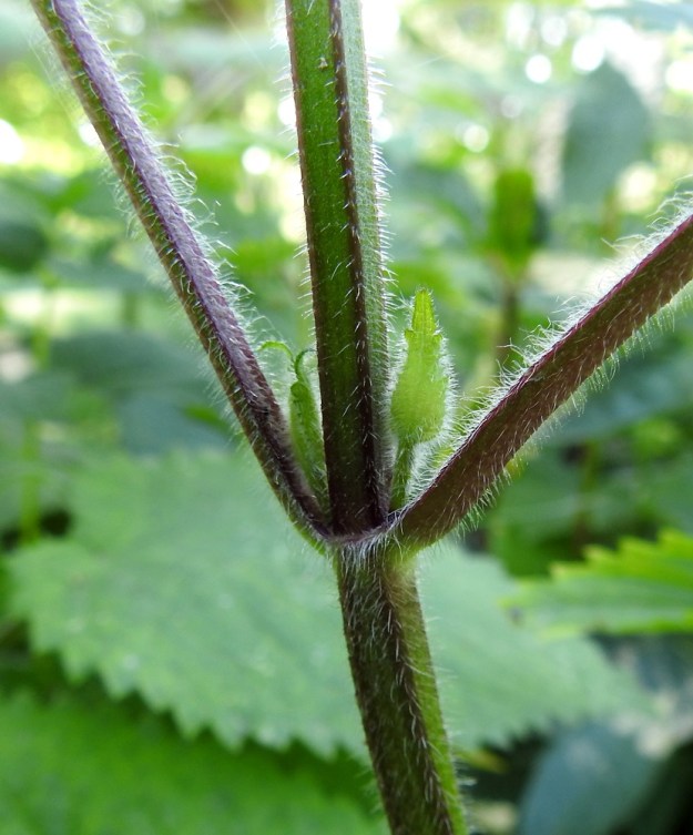 Stachys sylvatica - lehtopähkämön varsi on nelisärmäinen, siirottavasti tiheä- ja pehmeäkarvainen sekä vihreä tai ainakin osin punaruskea. A, Lemland, Järsö, Söderfjärdenin merenlahden pohjoispuoli, rantalaitumen viereinen lehtoniitty, 12.7.2017. Copyright Hannu Kämäräinen.