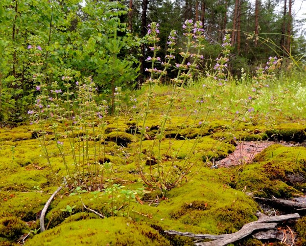 Acinos arvensis - ketokäenminttu on yksivuotinen tai Suomen olosuhteissa usein lyhytikäinen monivuotinen ruoho, joka on tyvestä koheneva, muuten pysty ja yleensä monivartinen. Se on tavallisesti noin 10-40 cm korkea. ES, Lappeenranta, Mäntylä, Mäntylänmäen luonnonsuojelualue kalkkilouhoksen lähistöllä, metsäisen kalliomäen lakialue, 8.7.2015. Copyright Hannu Kämäräinen.