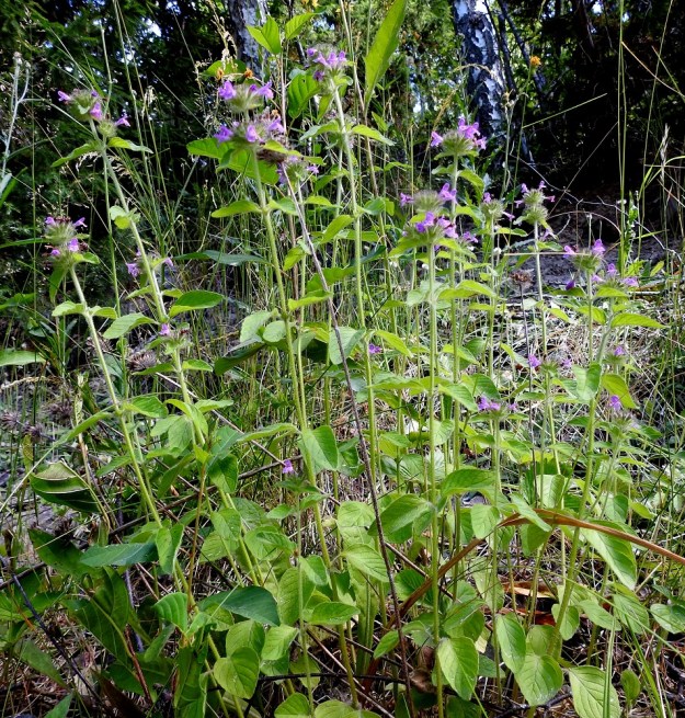 Clinopodium vulgare - lehtomäkiminttu on monivuotinen ja pysty ruoho, jonka juurakko on vaakasuoraan leviävä ja maarönsyinen. Laji leviääkin kasvustollisesti monivartisiksi ryhmiksi. V, Lohja, Jantoniemi, Jantoniementieltä nouseva, jyrkkä, kallioinen metsärinne. 7.7.2022. Copyright Hannu Kämäräinen.
