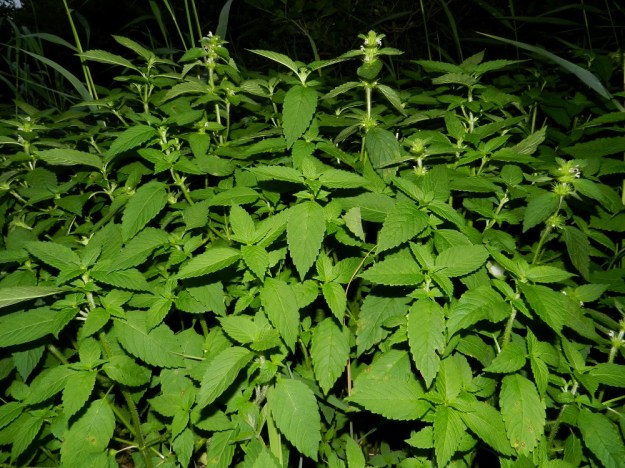 Galeopsis bifida - peltopillike on Etelä- ja Länsi-Suomessa alkuperäinen laji, joka kasvaa luontaisena mm. merenrannoilla, -rantametsiköissä ja -rantakallioilla ulkosaaristoa myöten. Alkuperäisen muodon teriöt ovat yleensä kellanvalkoiset. Yksivuotisen lajin kasvustot voivat olla tiheitäkin runsaan siementuotannon varistessa enimmäkseen emokasvien tyvelle. V, Kemiönsaari, Örö, Balget-lahden rantaniityn ja tervalepikon raja, 14.7.2012. Copyright Hannu Kämäräinen.