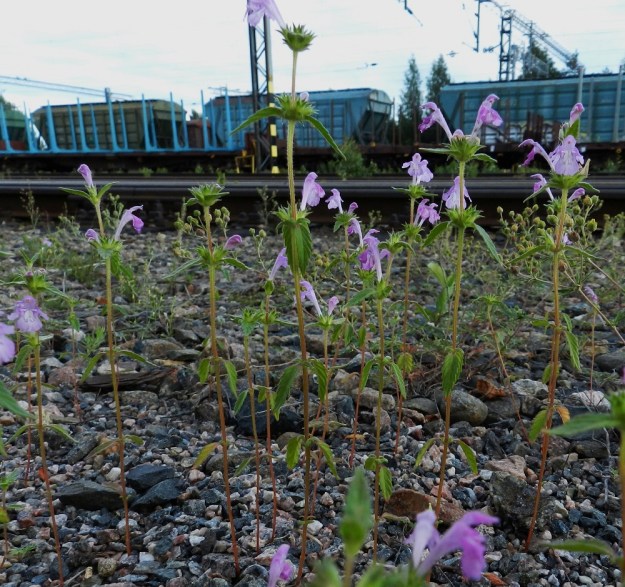 Galeopsis ladanum - pehmytpillike on Suomessa muinaistulokas. Kasvupaikkoina ovat lähinnä viljely- ja joutomaat, ahot, pientareet ja kalliomaastot sekä ratapihat ja radanvarret. Laji suosii usein hiekkaista kasvualustaa. Pehmytpillike on yksivuotinen, pysty ja yleensä noin 10-40 cm korkea ruoho. EH, Lahti, ratapiha-alue entisen tavara-aseman länsipuolella, pohjoislaidan viuhkamaisesti päättyvien raiteiden alue, 12.7.2011. Copyright Hannu Kämäräinen.