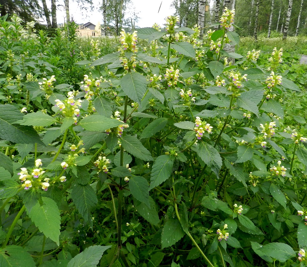 Galeopsis speciosa - kirjopillike on yksivuotinen, pysty ja yleensä noin 20-80 cm korkea ruoho. Se kasvaa lähinnä viljely- ja joutomailla sekä pihoilla, pientareilla ja tienvarsilla. EH, Hämeenlinna, Loimalahti, Hirsimäki, Metsälammentieltä lähtevän kävelytien ja omakotialueen välinen metsäkaista, kävelytien laitaruohikko, 16.7.2012. Copyright Hannu Kämäräinen.