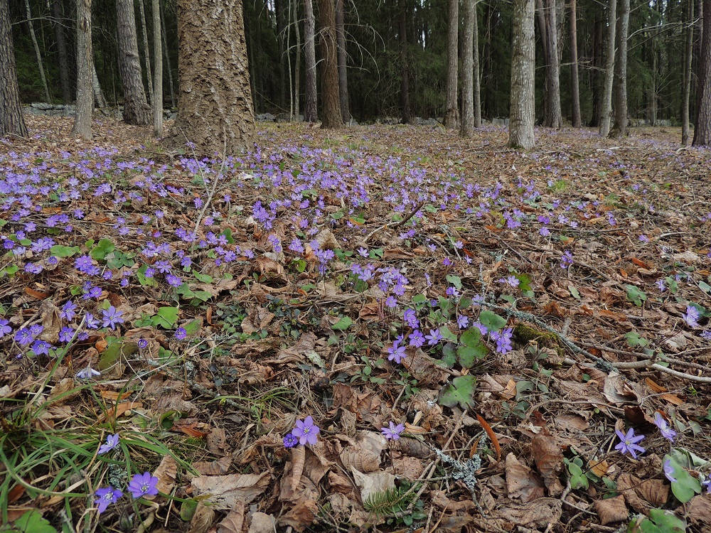 Hepatica nobilis - (lehto)sinivuokko on kevään ensimmäisiä kukkijoita, ja se jopa yksin värittää muuten ruskeasävyistä metsäpohjaa. Sinivuokko ei kasvullisesti pysty levittäytymään juurensijojaan laajemmalle alueelle, mutta muurahaiset kuljettavat mielellään sen lukuisia pähkylöitä uusille kasvupaikoille. Niitä houkuttavat pähkylöiden rasvalisäkkeet. Laji on alkuperäinen Suomessa, ja sen luontainen pohjoisraja kulkee Etelä-Pohjanmaan, Pohjois-Hämeen, Pohjois-Savon ja Pohjois-Karjalan eliömaakunnissa. Runsaana ja yleisenä se kasvaa Satakunnan, Etelä-Hämeen ja Etelä-Savon eliömaakuntiin saakka. EH, Hämeenlinna, Aulanko, Aulangontien itäpuolen puistometsä, luonnonsuojelualue, 4.5.2013. Copyright Hannu Kämäräinen.