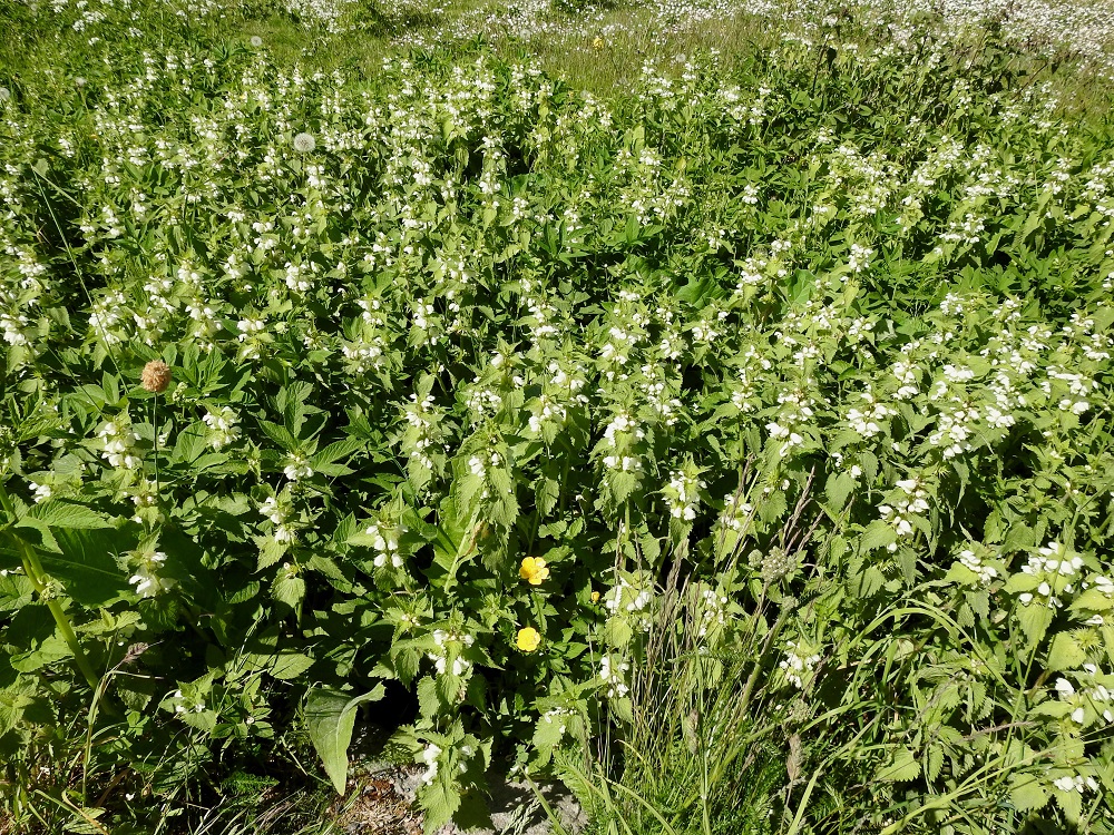 Lamium album - valkopeippi on monivuotinen laji ja voi levitä kasvullisesti rönsyjensä ja vaakasuoran juurakkonsa avulla laajoiksikin kasvustoiksi. U, Helsinki, Suomenlinna, Susisaari, kulku-urien ympäröimä niittyalue, 3.6.2018. Copyright Hannu Kämäräinen.