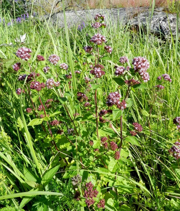 Origanum vulgare - mäkimeirami kasvaa Suomessa alkuperäisenä ja luonnonvaraisena vain Ahvenanmaalla ja Varsinais-Suomessa. Sen kasvupaikkoina ovat lähinnä lehtoniityt, kivikkoiset kedot ja rinteet. V, Kemiönsaari, Örö, Södernäbbenin patterikallioniemi, 14.7.2012. Copyright Hannu Kämäräinen.
