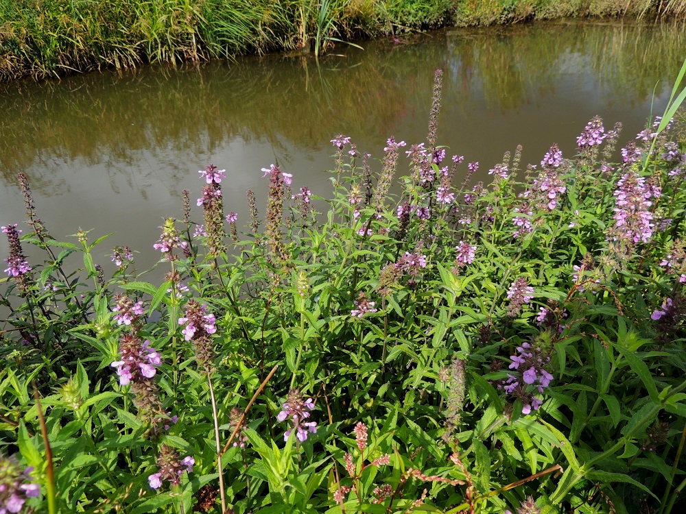 Stachys palustris - peltopähkämö on suomalaisesta nimestään huolimatta myös vesistörantojen kasvi ja voi kasvaa matalassa vedessäkin. Sen juurakko on vaakasuoraan leviävä ja maarönsyinen. Laji leviääkin tehokkaasti kasvullisesti muodostaen laajojakin varsikkoja. U, Helsinki, Arabianranta, Toukolan rantapuisto, Vantaanjoen ranta meren läheisyydessä, 10.8.2013. Copyright Hannu Kämäräinen.