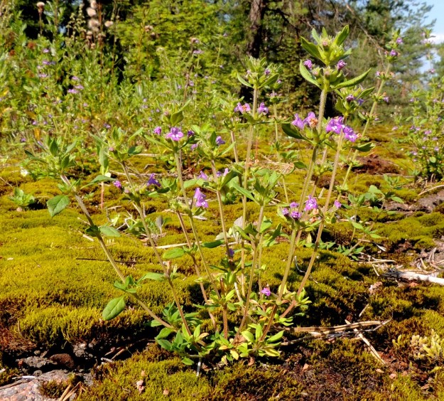 Acinos arvensis - ketokäenminttu on kalkinsuosija. Vaikka tieteellinen lajinimi tarkoittaa pelloilla kasvavaa, ainakin Suomessa kasvupaikkoina ovat lähinnä kedot, kalliot ja harjurinteet sekä radanvarret, kuivat, avoimet pientareet sekä muut vastaavat paikat. ES, Lappeenranta, Mäntylä, Mäntylänmäen luonnonsuojelualue kalkkilouhoksen lähistöllä, metsäisen kalliomäen lakialue, 27.7.2016. Copyright Hannu Kämäräinen.