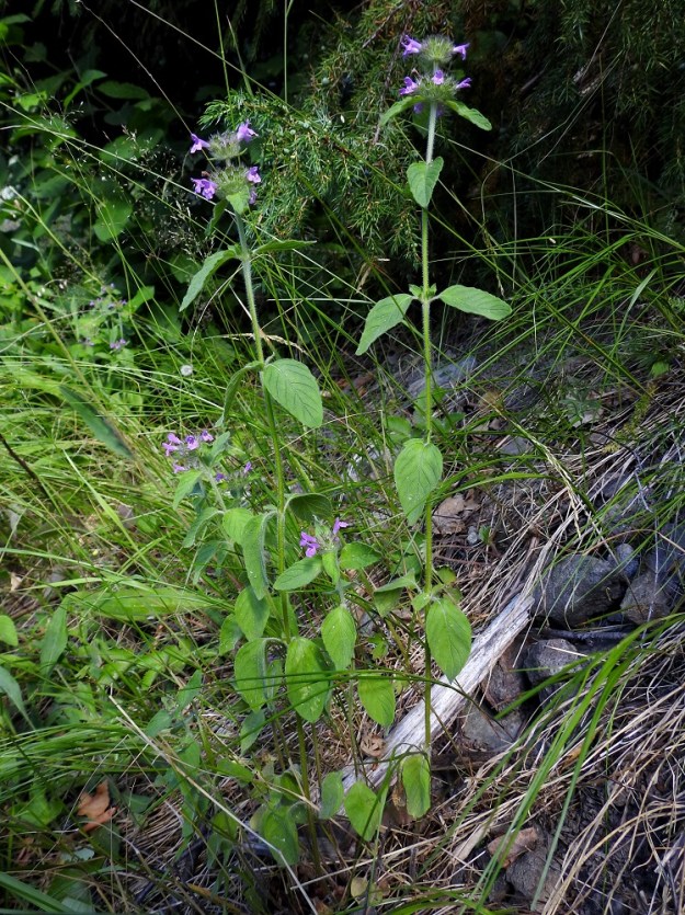 Clinopodium vulgare - lehtomäkiminttu on yleensä noin 20-60 cm korkea. Lehdet ovat ruodilliset ja varrella vastakkain sekä ristikkäisesti allekkain. V, Lohja, Jantoniemi, Jantoniementieltä nouseva, jyrkkä, kallioinen metsärinne. 7.7.2022. Copyright Hannu Kämäräinen.