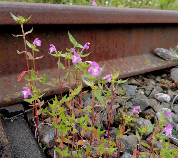 Galeopsis ladanum - pehmytpillikkeen tuoreemmista esiintymistä osa on uudempaa tulokaskantaa, joka on kulkeutunut viljakuljetusten mukana. Myös alkuperäinen saapuminen Suomeen ennen 1600-luvun puoltaväliä tapahtui todennäköisesti tuodun siemenviljan rikkana. V, Naantali, satama, viljavaraston siiloille tuleva, nykyisin käyttämätön rata, 16.7.2016. Ellei toisin mainita, koko kuvasarja on samalta kasvupaikalta. Copyright Hannu Kämäräinen.