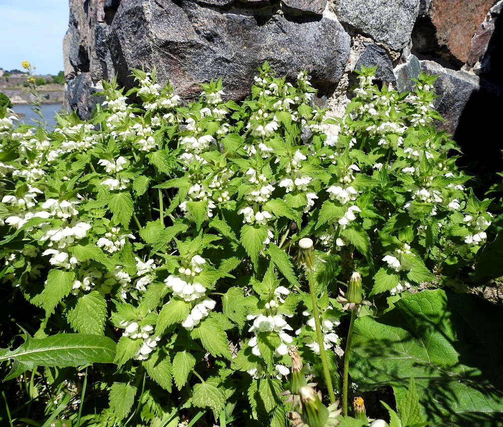 Lamium album - valkopeippi on Suomessa muinaistulokas, jonka kasvupaikat ovat edelleen ihmistoiminnan piirissä lähellä asutusta. Se pysyttelee usein sitkeästi kasvupaikoillaan. Valkopeippiä on aikojen kuluessa käytetty myös rohtona monien vaivojen hoitoon. U, Helsinki, Suomenlinna, Susisaari, Kustaanmiekka, korkeimman vallialueen päällys, 3.6.2018. Copyright Hannu Kämäräinen.