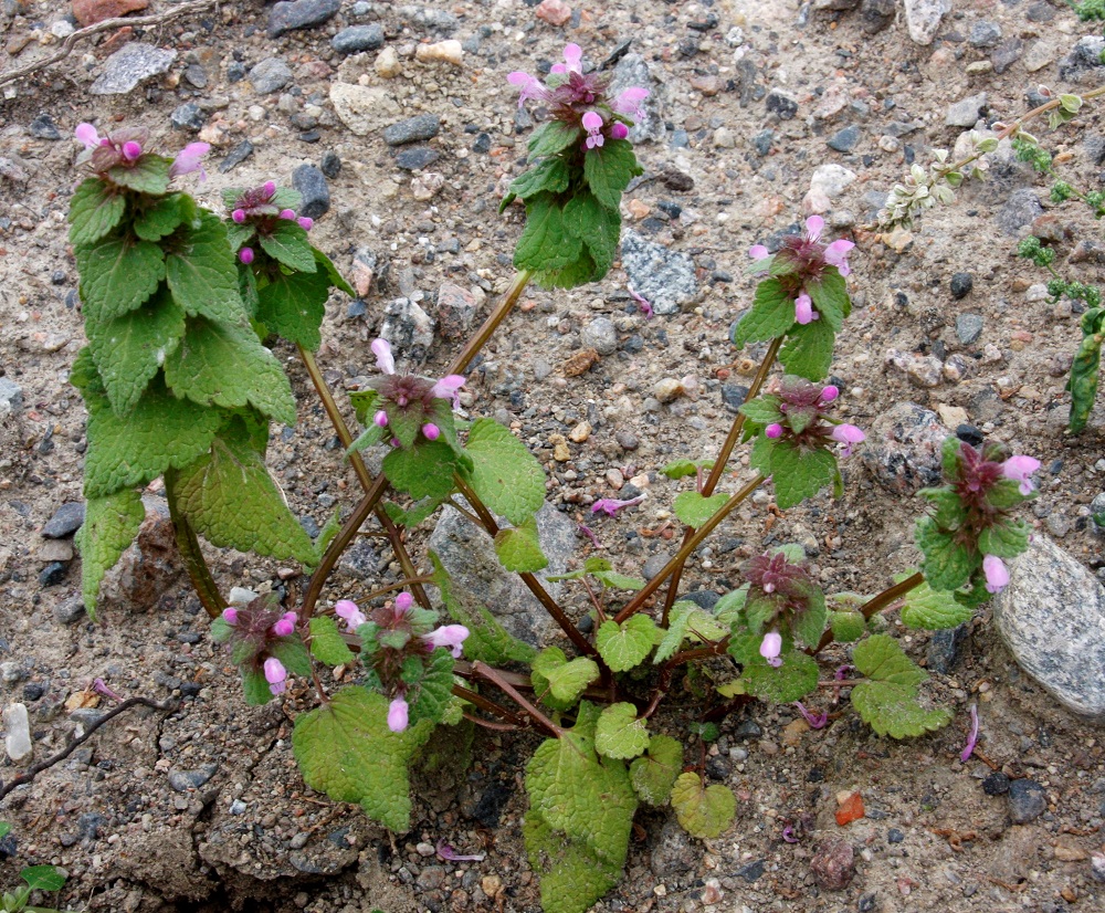 Lamium purpureum - punapeippi on pysty tai koheneva. Varsi on vihreä tai ainakin osittain punaruskea. Latvaosan alapuoliset nivelvälit ovat yleensä pitkät. EH, Hämeenlinna, Majalahti, Louhoksentien varren maanläjitysalue, 21.8.2010. Copyright Hannu Kämäräinen.