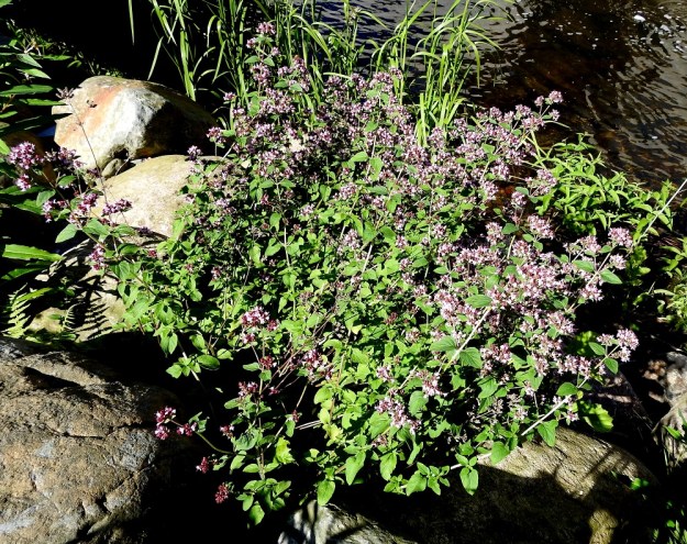 Origanum vulgare - mäkimeirami ei ole mikään rantakasvi, mutta näyttää siitä huolimatta viihtyvän hyvin isojen rantakivien joukossa tiheänä ja monivartisena kasvustona. V, Raasepori, Pohja, Fiskarsinjoen, rantakivikko ruukkialueen kohdalla, 15.7.2020. Copyright Hannu Kämäräinen.