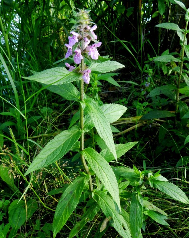 Stachys palustris - peltopähkämö on usein haaraton. Lehdet ovat varrella vastakkain ja ristikkäisesti allekkain. Lehtilapa on ehyt, suikea ja suippokärkinen. Kukinnon alapuolisten lehtien lapa on tavallisesti noin 3-10 cm pitkä ja leveimmältä kohtaa noin 1-2,5 cm leveä. EH, Hämeenlinna, Keinusaari, Varikonniemi, Vanajaveden rannan pitkospuupolun varsi, 31.7.2012. Copyright Hannu Kämäräinen.