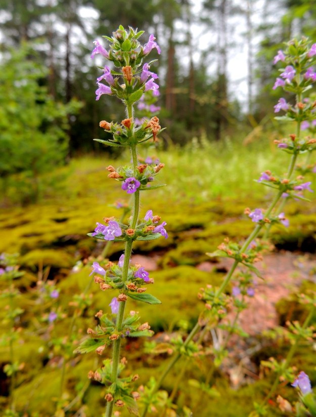Acinos arvensis - ketokäenmintun varret ovat hoikat. Kukinto muodostuu varren ja haarojen yläosan lehtihangoissa olevista valekiehkuroista, joita on allekkain useimmiten enintään kymmenkunta. ES, Lappeenranta, Mäntylä, Mäntylänmäen luonnonsuojelualue kalkkilouhoksen lähistöllä, metsäisen kalliomäen lakialue, 8.7.2015. Copyright Hannu Kämäräinen.