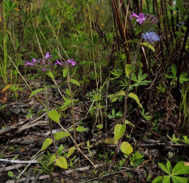 Clinopodium vulgare - lehtomäkiminttu on usein haaraton. Matalakasvuisilla yksilöillä on yleensä vain yksi kukinnon valekiehkura varren latvassa. Kuvassa ovat seuralaisina mm. vuorimunkki, Jasione montana ja komealupiini, Lupinus polyphyllus. EH, Kouvola, Kuusankoski, Voikkaa, vanha, suurimmaksi osaksi pois käytöstä oleva ratapiha-alue, 28.7.2015. Copyright Hannu Kämäräinen.