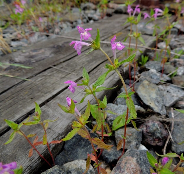 Galeopsis ladanum - pehmytpillikkeen varsi on vihreä tai usein ainakin osittain punaruskea. Lehdet ovat varrella vastakkain sekä ristikkäisesti allekkain. Lehtiruoti on alemmissa lehtipareissa lyhyehkö ja ylemmissä pareissa lähes olematon. 16.7.2016. Copyright Hannu Kämäräinen.