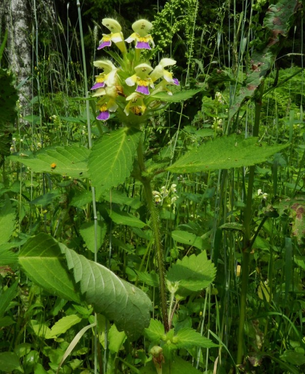 Galeopsis speciosa - kirjopillikkeen kukat ovat Suomen pillikkeistä kookkaimmat ja monivärisen komeat. Lehtien yläpuoli on vihreä ja alapuoli sinertävän tai harmahtavan vihreä. EH, Hämeenlinna, Hangasmäki, Hangastöllintien varren entinen peltosarka, 5.7.2012. Copyright Hannu Kämäräinen.