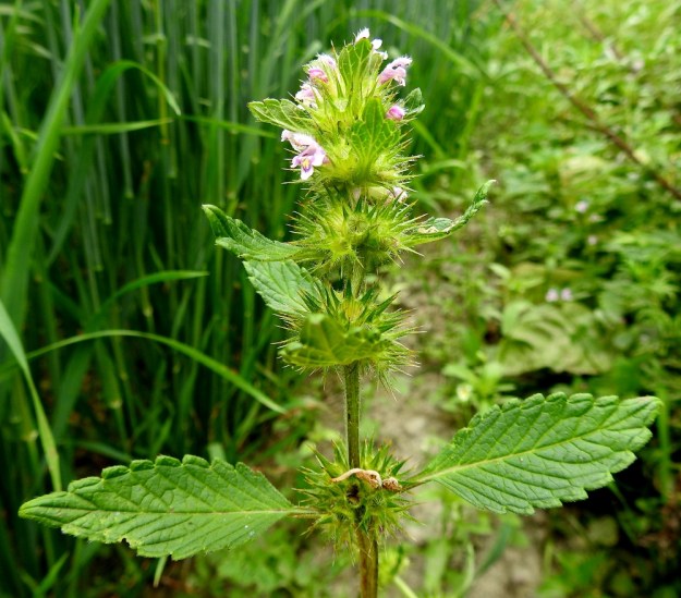 Galeopsis tetrahit - karheapillikkeen kukinto muodostuu varren ja haarojen ylimmissä lehtihangoissa olevista, puolipallomaisista tai pallomaisista ja tiheistä valekiehkuroista, Alempien kiehkuroiden hanka- eli tukilehdet ovat varsilehtien kaltaiset ja samaa kokoluokkaa, kun taas latvakiehkuroissa ne ovat selvästi pienemmät. EH, Hämeenlinna, Loimalahti, Sampo, kaurapellon laitaa kulkevan tieuran varsi, 22.7.2019. Copyright Hannu Kämäräinen.