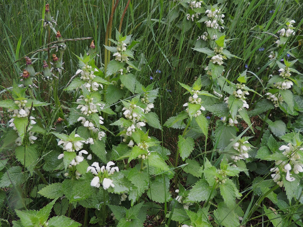 Lamium album - valkopeippi on pysty tai tyveltä koheneva, haaraton ja yleensä noin 20-80 cm korkea. Lehdet ovat ruodilliset ja varrella vastakkain sekä ristikkäisesti allekkain. A, Maarianhamina, Länsisataman pohjoisosa, Svibyvikenin ranta Badhusbergetin tyvellä, pieni rantaniittyalue rakennusten välissä, 1.6.2013. Copyright Hannu Kämäräinen.