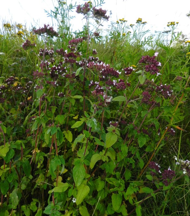 Origanum vulgare - mäkimeiramista on lukuisia tulokas-, karkulais- ja viljelyjäännehavaintoja eri puolilta Suomea. Runsain ja vakiintunein se on Uudenmaan eliömaakunnassa. Mäkimeiramin juurakko on hoikka, vaakasuoraan leviävä ja maarönsyinen. Se muodostaakin usein kasvullisesti monivartisia ryhmiä. U, Helsinki, Vuosaari, n. 60 ha:n laajuisen täyttömaakummun, Vuosaarenhuipun, keskiosan lakialue, 18.8.2012. Copyright Hannu Kämäräinen.