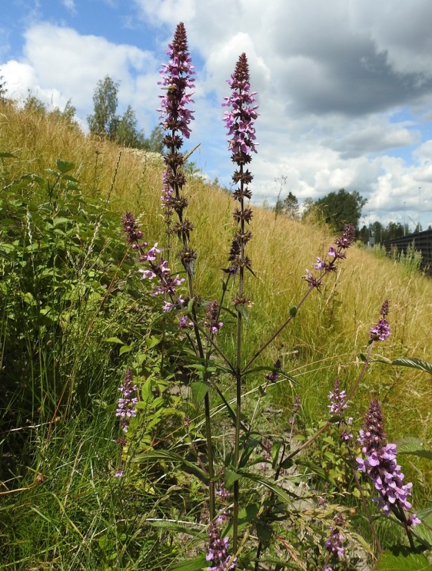 Stachys palustris - peltopähkämön varret voivat toisinaan olla myös haarovat. Se on yleensä noin 30-110 cm korkea. U, Järvenpää, Ristinummi, yritysalueen laidan maavalli, 15.7.2019. Copyright Hannu Kämäräinen.