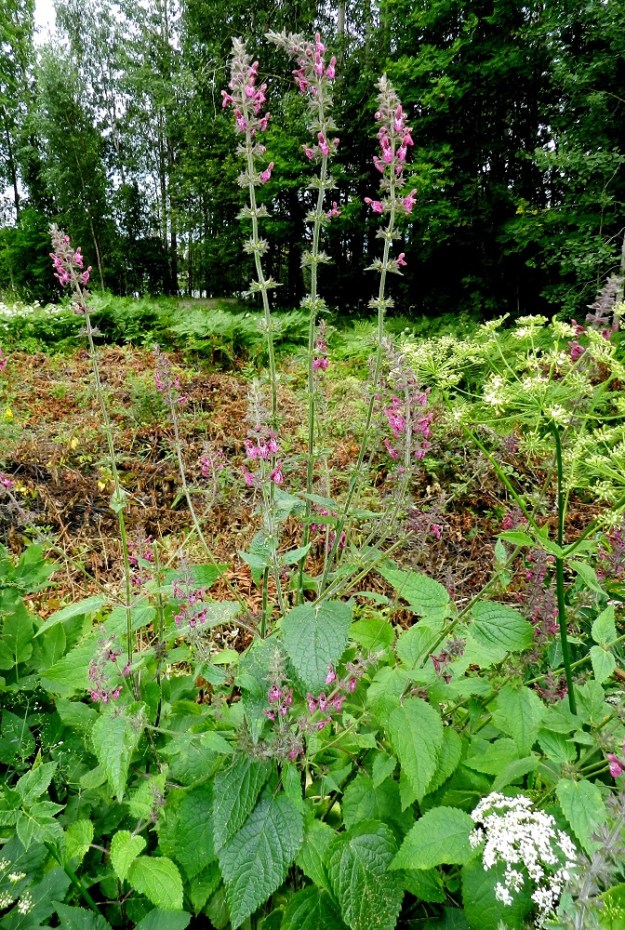Stachys sylvatica - lehtopähkämö voi toisinaan haaroa runsaastikin. Se on pysty ja yleensä noin 30-100 cm korkea. Kukinto on tavallisesti noin 5-30 cm pitkä. ES, Lappeenranta, Pappilanniemi, lehtoisen rantametsän laide venerannan lähellä, 11.7.2012. Copyright Hannu Kämäräinen.