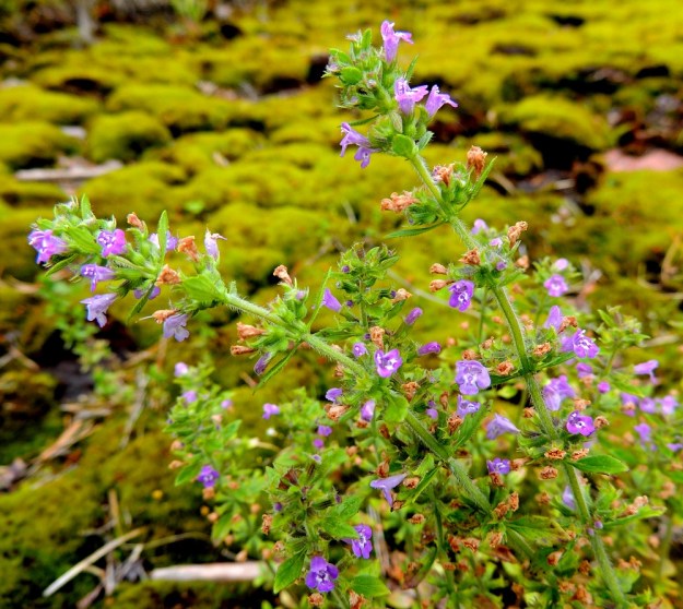 Acinos arvensis - ketokäenmintun varret ovat lyhyesti tai vähän pitemmästi kaarevakarvaiset. Valekiehkurat ovat kukintavaiheessa läpimitaltaan yleensä noin 10-15 mm. Niiden hanka- eli tukilehdet ovat varsilehtien kaltaiset ja samaa kokoluokkaa mutta kapeamman suikeat. ES, Lappeenranta, Mäntylä, Mäntylänmäen luonnonsuojelualue kalkkilouhoksen lähistöllä, metsäisen kalliomäen lakialue, 8.7.2015. Copyright Hannu Kämäräinen.