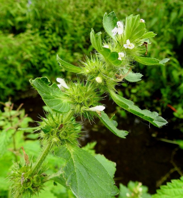 Galeopsis bifida - peltopillikkeen ylimmät valekiehkurat ovat tiheästi allekkain tähkämäisenä ryhmänä, ja alemmat valekiehkurat ovat etäällä toisistaan. Ks, Kuusamo, Juuma, Juumantien varsi lähellä tien päätepistettä, vesiojan laide, 10.8.2022. Copyright Hannu Kämäräinen.