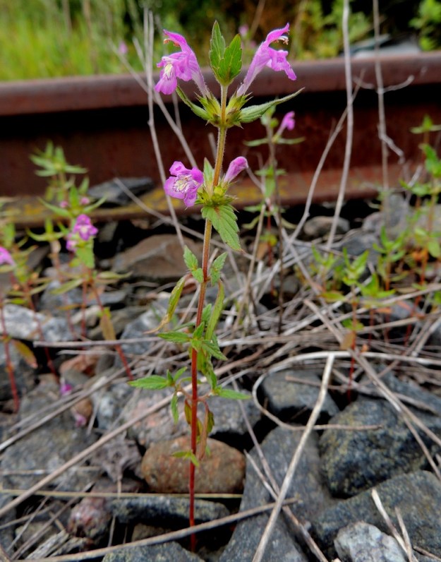 Galeopsis ladanum - pehmytpillikkeen varsi on haaraton tai lehtihankaisesti haarova. Osa haaroista jää kukkimattomiksi lyhytversoiksi. 16.7.2016. Copyright Hannu Kämäräinen.