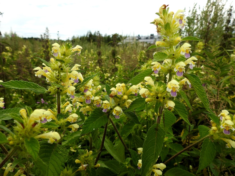Galeopsis speciosa - kirjopillikkeen kukinto muodostuu varren ja haarojen ylimmissä lehtihangoissa olevista, puolipallomaisista tai pallomaisista ja tiheistä valekiehkuroista, jotka ovat kukintavaiheessa läpimitaltaan yleensä noin 30-50 mm. Ylimmät valekiehkurat ovat tiheästi allekkain tähkämäisenä ryhmänä, ja alemmat valekiehkurat ovat etäällä toisistaan. Alempien kiehkuroiden hanka- eli tukilehdet ovat varsilehtien kaltaiset ja samaa kokoluokkaa, kun taas latvakiehkuroissa ne ovat selvästi pienemmät ja usein myös suikeammat. EH, Hämeenlinna, Loimalahti, Sampo, kaurapellon laitaa kulkevan tieuran varsi, 22.7.2019. Copyright Hannu Kämäräinen.