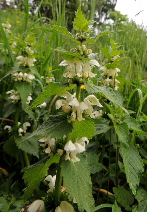 Lamium album - valkopeipin kukinto muodostuu varren ylemmissä lehtihangoissa olevista valekiehkuroista. Ylimmät niistä ovat usein lähekkäin ja alemmat etäällä toisistaan. A, Maarianhamina, Länsisataman pohjoisosa, Svibyvikenin ranta Badhusbergetin tyvellä, pieni rantaniittyalue rakennusten välissä, 1.6.2013. Copyright Hannu Kämäräinen.