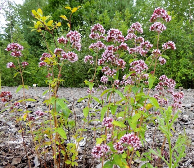 Origanum vulgare - mäkimeirami on monivuotinen, pysty tai tyvestä koheneva ja yleensä noin 20-60 cm korkea sekä voimakastuoksuinen ruoho. Varsi on jossain määrin puutunut. Lehdet ovat varrella vastakkain ja ristikkäisesti allekkain. ES, Kouvola, Kurvi, Kuusaanlammen rannan laaja varastokenttäalue, entisen ratapohjan laide, 28.7.2015. Copyright Hannu Kämäräinen.