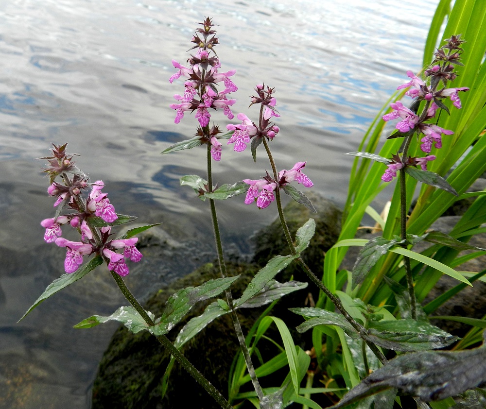 Stachys palustris - peltopähkämön kukintokiehkurat ovat lehtihankaisia. Niiden hanka- eli tukilehdet ovat varsilehtien kaltaiset mutta alimpia lukuun ottamatta selvästi niitä pienemmät. EH, Hämeenlinna, keskusta-alue, Vanajaveden ranta Hämeen linnan kohdalla, 21.8.2012. Copyright Hannu Kämäräinen.