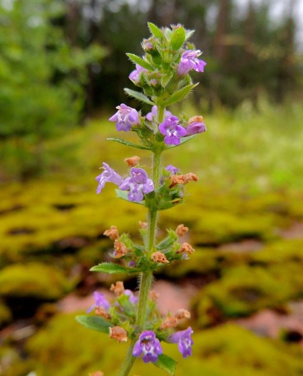 Acinos arvensis - ketokäenmintun kukinnon valekiehkurat ovat paria ylintä lukuun ottamatta selvästi erilliset. Niissä on tavallisesti 3-8 kukkaa. ES, Lappeenranta, Mäntylä, Mäntylänmäen luonnonsuojelualue kalkkilouhoksen lähistöllä, metsäisen kalliomäen lakialue, 8.7.2015. Copyright Hannu Kämäräinen.