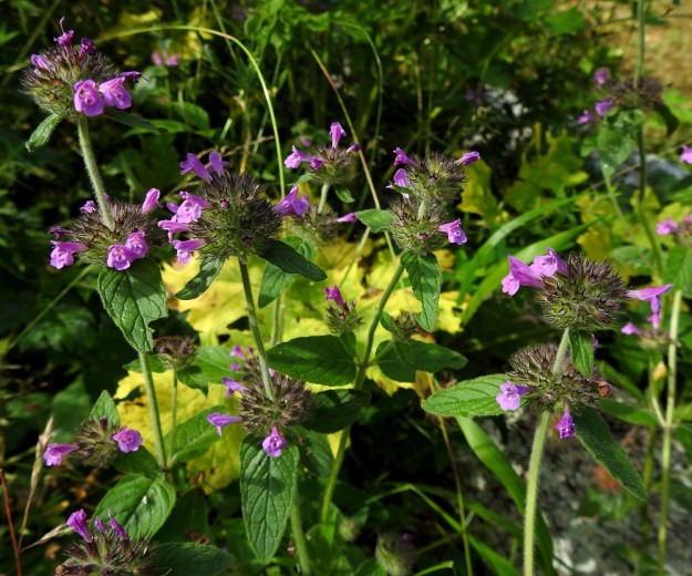 Clinopodium vulgare - lehtomäkimintun kukinnon valekiehkurat ovat puolipallomaisia tai pallomaisia. Ne ovat yleensä selvästi erilliset, mutta toisinaan kaksi ylintä kiehkuraa voivat olla hyvin lähekkäin. Kiehkurat ovat kukintavaiheessa läpimitaltaan tavallisesti noin 25-40 mm. Kiehkuroiden hanka- eli tukilehdet ovat varsilehtien kaltaiset ja samaa kokoluokkaa. A, Finström, Bastö, pohjoiskärki, tammi- ja saarnivaltainen Ekudden-niemi, 11.7.2022. Copyright Hannu Kämäräinen.