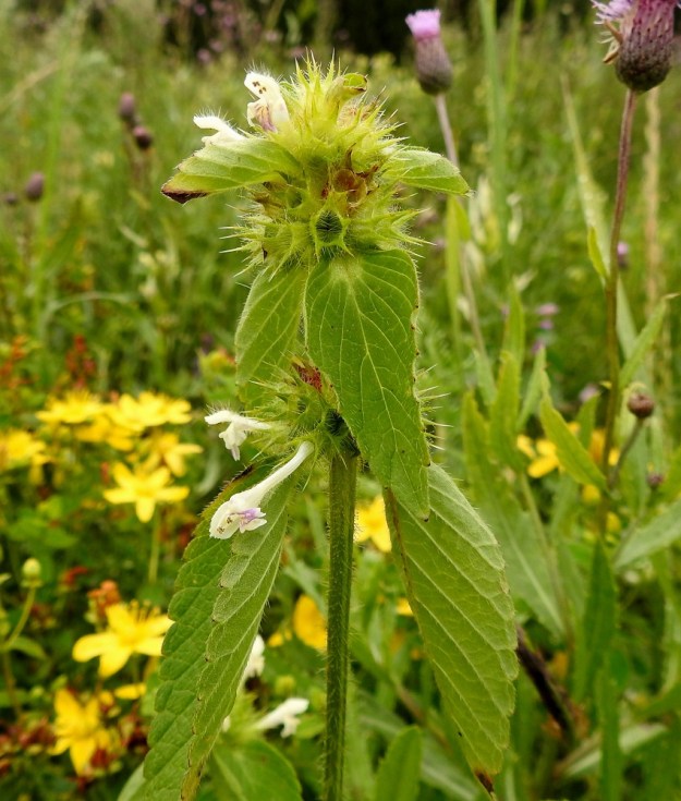 Galeopsis bifida - peltopillikkeen kukinnon valekiehkuroiden hanka- eli tukilehdet ovat latvaa lukuun ottamatta varsilehtien kaltaiset ja samaa kokoluokkaa. EH, Hämeenlinna, Loimalahti, Sampo, peltotieuran varsi, laajahko joutomaaniitty, 3.8.2020. Copyright Hannu Kämäräinen.