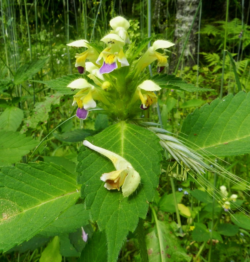 Galeopsis speciosa - kirjopillikkeen teriö on hyvin pitkätorvinen ja päästään kaksihuulinen sekä tavallisesti noin 20-35 mm pitkä. Se irtoaa helposti. Torveen puhaltamalla voi onnistuessaan saada aikaan pillimäisen äänen. Lisäbonuksena saa huulensa makeiksi mesiäisestä torven tyveen tarttuneesta medestä. Kuvassa näkyy lehtihangassa kukkiva (leipä)rukiin, Secale cereale, tähkä jäänteenä pellon viljelykäytöstä. EH, Hämeenlinna, Hangasmäki, Hangastöllintien varren entinen, pieni peltolaikku, 5.7.2012. Copyright Hannu Kämäräinen.