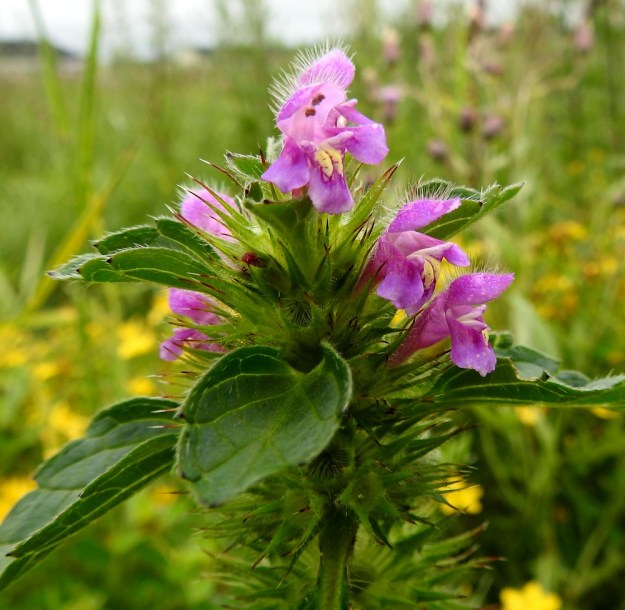 Galeopsis tetrahit - karheapillikkeen teriön väri vaihtelee aika paljon. Usein se on voimakkaan punainen. EH, Hämeenlinna, Loimalahti, Sampo, peltotieuran varsi, laajahko joutomaaniitty, 3.8.2020. Copyright Hannu Kämäräinen.