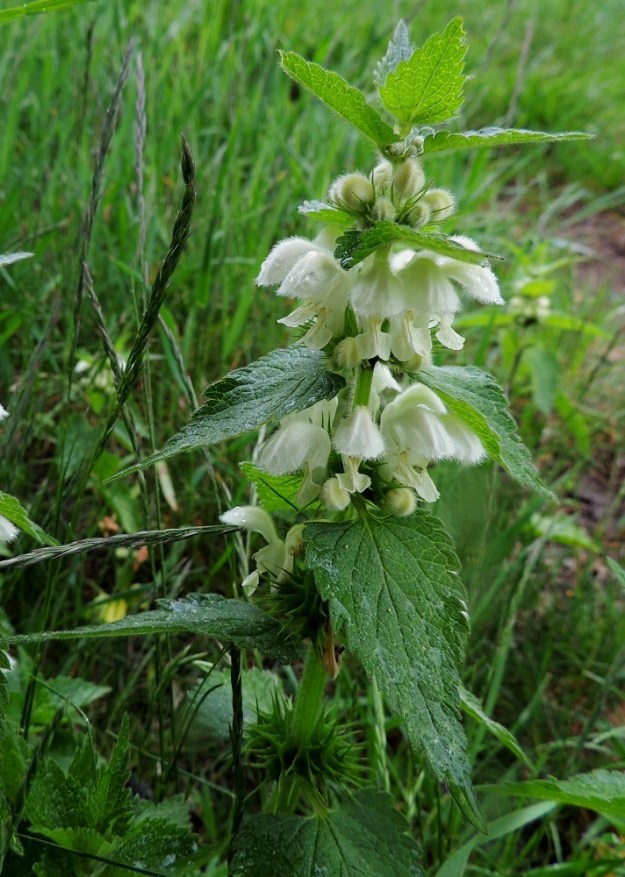 Lamium album - valkopeipin valekiehkurat ovat kukintavaiheessa yleensä noin 30-50 mm leveät. Kiehkuroiden hanka- eli tukilehdet ovat ylempien varsilehtien kaltaisia ja samaa kokoluokkaa. A, Maarianhamina, Länsisataman pohjoisosa, Svibyvikenin ranta Badhusbergetin tyvellä, pieni rantaniittyalue rakennusten välissä, 1.6.2013. Copyright Hannu Kämäräinen.