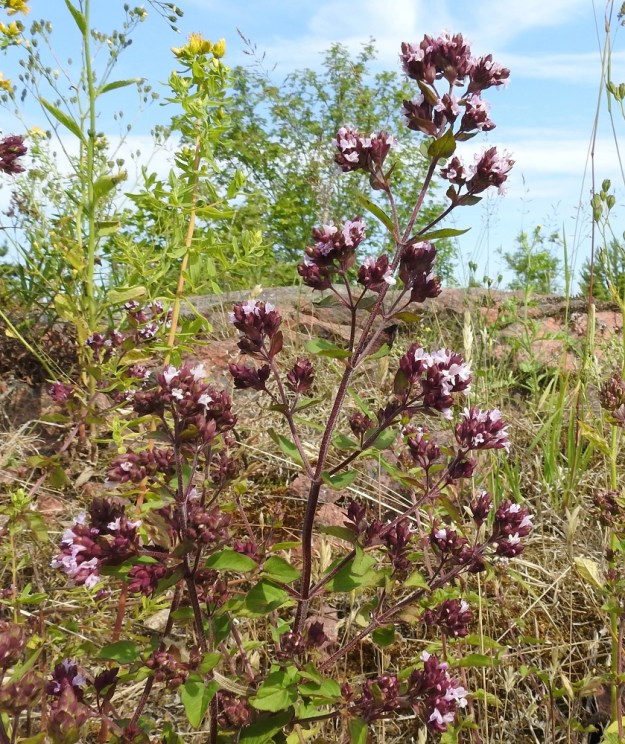 Origanum vulgare - mäkimeiramin varsi on yläosastaan lehtihankaisesti haarova ja yleensä punaruskea. Kuvassa seuralaisena mm. mäkikuisma, Hypericum perforatum. A, Lemland, Styrsön ja Nåtön välinen Rödgrundet, jonka maantie lävistää, kallioinen keto, 12.7.2017. Copyright Hannu Kämäräinen.
