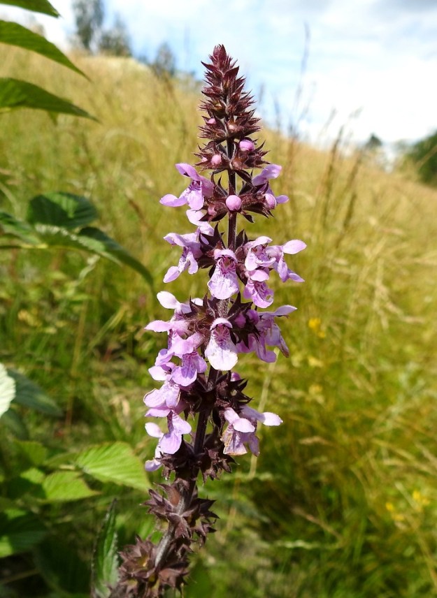 Stachys palustris - peltopähkämön kukinto on varren ja haarojen kärjessä oleva, valekiehkuroiden muodostama, tähkämäinen latvaryhmä, joka on yleensä noin 5-20 cm pitkä ja noin 2-3 cm leveä. Ylempien kiehkuroiden tukilehdet ovat kukkia lyhyemmät. U, Järvenpää, Ristinummi, yritysalueen laidan maavalli, 15.7.2019. Copyright Hannu Kämäräinen.