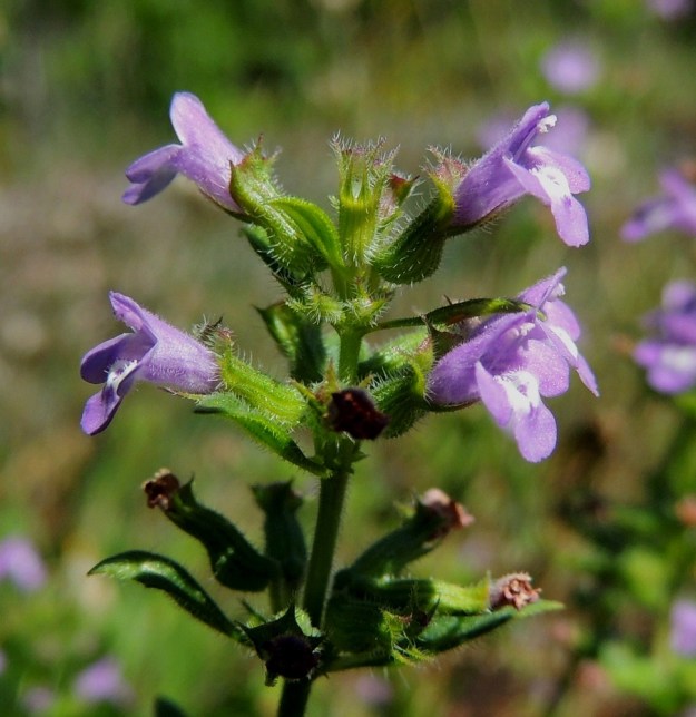 Acinos arvensis - ketokäenmintun teriö on sinipunainen, pitkätorvinen, lyhytkarvainen ja päästään kaksihuulinen sekä tavallisesti noin 7-10 mm pitkä. Verhiö on lieriömäinen, tyveltään pullea ja torviosastaan käyrä sekä siirottavakarvainen. Se on päästään kaksihuulinen ja tavallisesti noin 5-7 mm pitkä. Ylähuulessa on kolme liuskaa ja alahuulessa kaksi liuskaa, jotka ovat äimämäisen kapeita. Yläliuskojen pituus on noin 0,7-1,5 mm ja alaliuskojen noin 1,5-2,5 mm. V, Salo, Särkisalo, Förby, merenrantaan päättyvän maantien pohjoispuolelta nouseva kalkkikallioalue, 11.7.2014. Copyright Hannu Kämäräinen.