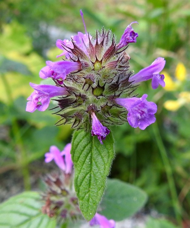 Clinopodium vulgare - lehtomäkimintun teriö on lähinnä karmiininpunainen. Se on pitkätorvinen ja päästään kaksihuulinen sekä tavallisesti noin 10-15 mm pitkä. Heteet ovat kiinnittyneet teriöntorveen ja karisevat sen mukana. Kuten kuvan ylälaidasta näkyy, emi jää törröttämään verhiön sisällä olevan sikiäimen kärkeen. A, Finström, Bastö, pohjoiskärki, tammi- ja saarnivaltainen Ekudden-niemi, 11.7.2022. Copyright Hannu Kämäräinen.