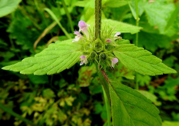 Galeopsis bifida - peltopillikkeen kukinnon valekiehkurat ovat kukkiessaan läpimitaltaan yleensä noin 15-30 mm. Samaan aikaan, kun kiehkurat tuottavat vielä uusia kukkia, osassa verhiöitä on jo täysin kehittyneitä nelilohkoisia hedelmiä. Verhiö on kellomainen, säteittäisesti viisiliuskainen ja tavallisesti noin 7-10 mm pitkä. Se on erityisesti laidoiltaan ja liuskoistaan sukaskarvainen. Liuskat ovat jäykät, kapeat ja otakärkiset. Otineen niiden osuus verhiön pituudesta on useimmiten noin 3-5 mm. Ks, Kuusamo, Juuma, Juumantien varsi lähellä tien päätepistettä, vesiojan laide, 10.8.2022. Copyright Hannu Kämäräinen.