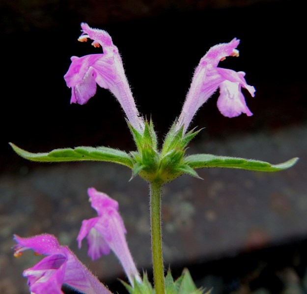 Galeopsis ladanum - pehmytpillikkeen teriö on yleisväriltään punainen ja hyvin pitkätorvinen. Se on ulkopuolelta lähes kauttaaltaan lyhytkarvainen ja valkonuppisen nystykarvainen sekä päästään kaksihuulinen. Pituutta on tavallisesti noin 15-25 mm. Ylähuulen ulkopinta ei ole Suomen muiden pillikkeiden tapaan pitkän pystykarvainen. Verhiö on torvimainen tai kapean kellomainen, säteittäisesti viisiliuskainen ja tavallisesti noin 8-12 mm pitkä. Liuskat ovat kapean kolmiomaiset ja otakärkiset. Otineen niiden osuus verhiön pituudesta on useimmiten noin 3-4 mm. 16.7.2016. Copyright Hannu Kämäräinen.